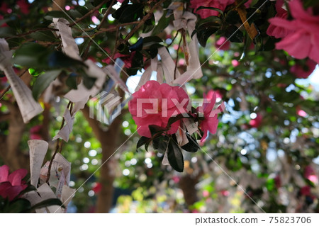 Camellia with a fortune tied Camellia with a fortune tied 75823706