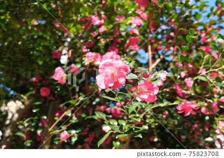 Autumn camellia Autumn camellia 75823708