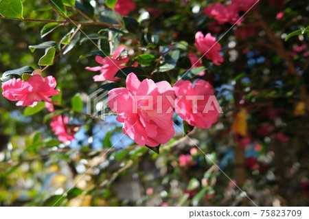 Cold camellia Cold camellia 75823709