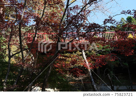楓葉在神社里 75823721