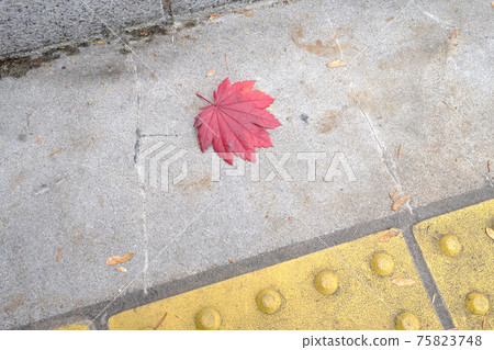 One fallen leaf on the roadside 75823748