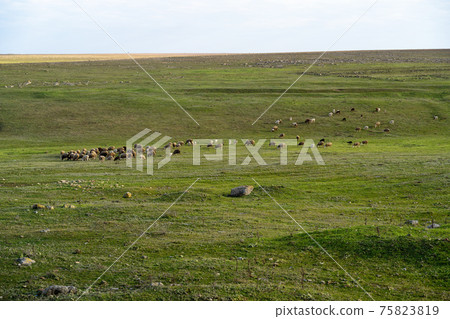 Sheep return home from pasture along a mountain road. The herd of cattle goes along a narrow path. The shepherd drives the flock to a watering hole Sheep return home from pasture along a mountain road. The herd of cattle goes along a narrow path. The shepherd drives the flock to a watering hole 75823819