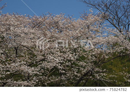 Takeno Kiba Park（長崎縣大村市） 75824782