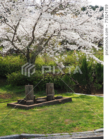 Takeno Kiba Park（長崎縣大村市） 75824789