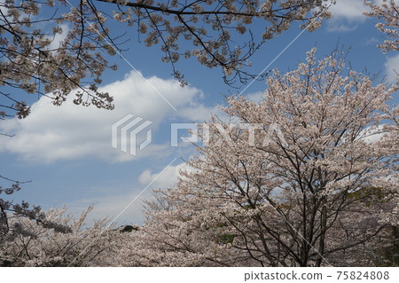 Takeno Kiba Park (Omura City, Nagasaki Prefecture) Takeno Kiba Park (Omura City, Nagasaki Prefecture) 75824808