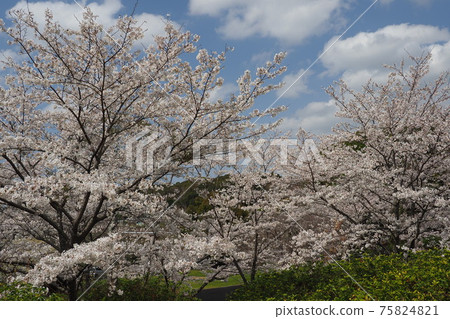 Takeno Kiba Park（長崎縣大村市） 75824821