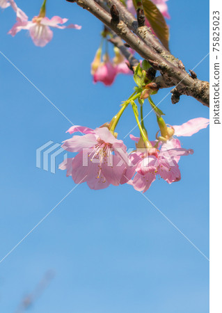 Neihu Dagou Creek Cherry Blossoms 75825023