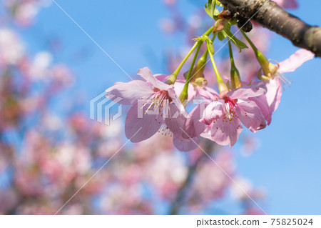 Neihu Dagou Creek Cherry Blossoms 75825024