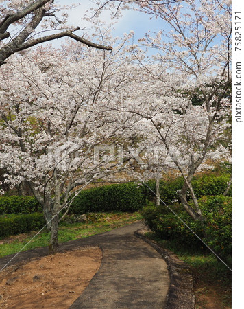 Takeno Kiba Park（長崎縣大村市） 75825171