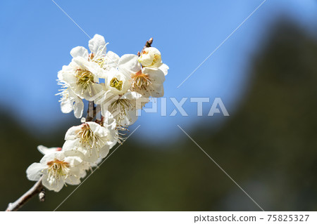 晴天，宮城縣小川原町的“築海梅屋住宅區”的梅花 75825327