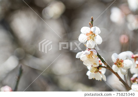 Plum blossoms in "Tsutsumi Ume housing complex" on a sunny day, Ogawara Town, Miyagi Prefecture Plum blossoms in "Tsutsumi Ume housing complex" on a sunny day, Ogawara Town, Miyagi Prefecture 75825340