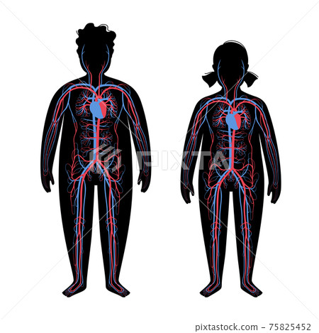 Blood system in obese body Blood system in obese body 75825452