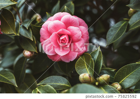 Beautiful pink camellia in a spring garden. Beautiful pink camellia in a spring garden. 75825592