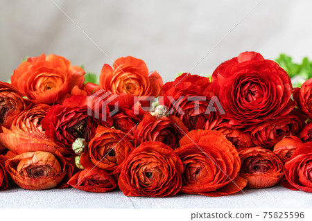 Red persian buttercup flowers on light gray background. Ranunculus asiaticus. Red persian buttercup flowers on light gray background. Ranunculus asiaticus. 75825596