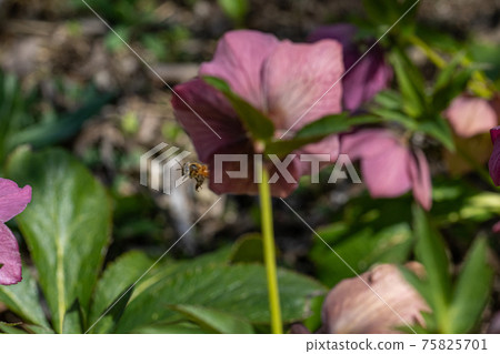 Christmas roses and honey bees Christmas roses and honey bees 75825701