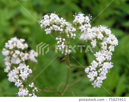 Valerian Valerian 75825911