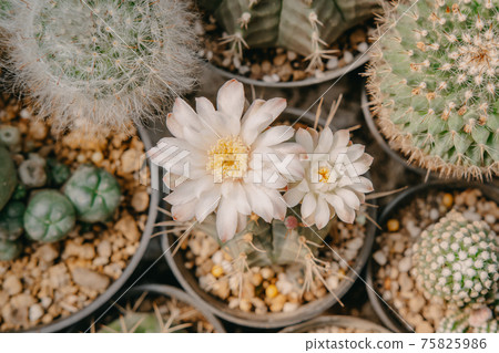 Top view of Cactus flowers, Gymnocalycium mihanovichii with white flower is blooming on pot, Succulent, Cacti, Cactaceae, Tree, Drought tolerant plant. 75825986