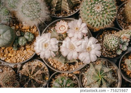 Top view of Cactus flowers, Gymnocalycium sp. with white flower is blooming on pot, Succulent, Cacti, Cactaceae, Tree, Drought tolerant plant. Top view of Cactus flowers, Gymnocalycium sp. with white flower is blooming on pot, Succulent, Cacti, Cactaceae, Tree, Drought tolerant plant. 75825987