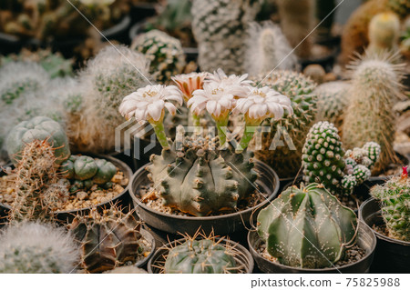 Cactus flowers, Gymnocalycium sp. with white flower is blooming on pot, Succulent, Cacti, Cactaceae, Tree, Drought tolerant plant. Cactus flowers, Gymnocalycium sp. with white flower is blooming on pot, Succulent, Cacti, Cactaceae, Tree, Drought tolerant plant. 75825988