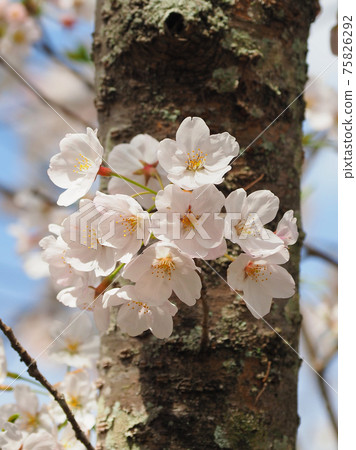 Sakura (for the image of spring, etc.) Sakura (for the image of spring, etc.) 75826292