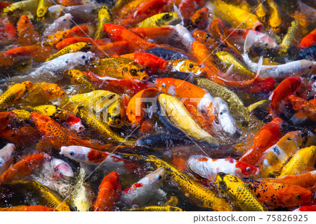 Hinoki land japan attraction in Chai Prakan District, Chiang Mai, Thailand 75826925