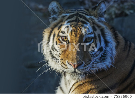 Tora Tora Tora的表情老虎肖像 75826960