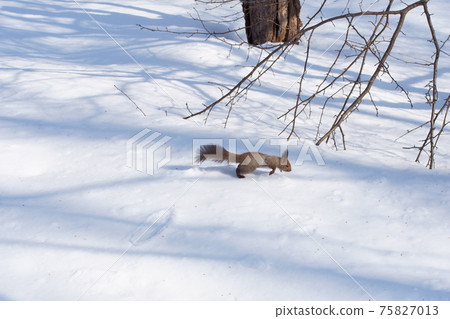 Winter Ezoris running on the snow 75827013