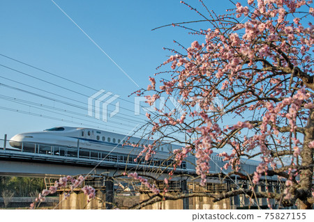 東海道新幹線N700A在晴朗的天氣裡在筑波池盛開的垂枝李旁邊奔跑 東海道新幹線N700A在晴朗的天氣裡在筑波池盛開的垂枝李旁邊奔跑 75827155