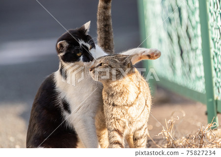 Cat with shoulders Cat with shoulders 75827234