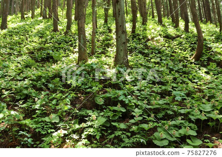 水原的熊村莊村(福島縣福島市松原町水原) 水原的熊村莊村(福島縣福島市松原町水原) 75827276
