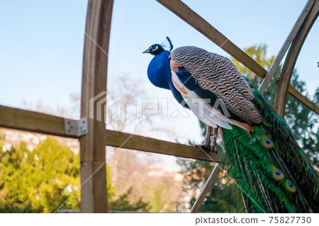 Beautiful peacock with a long tail and crest on the head sitting on the fence. Beautiful peacock with a long tail and crest on the head sitting on the fence. 75827730