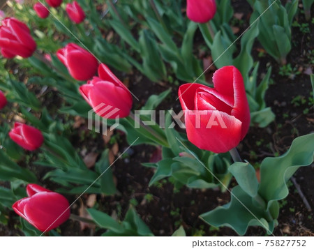 Red tulips Red tulips 75827752