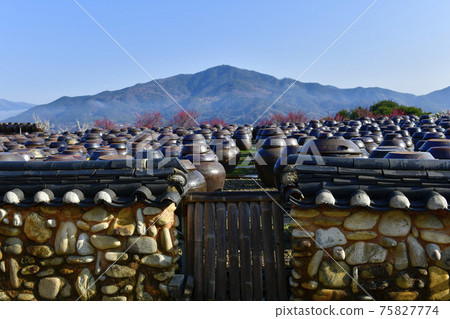 Spring of Gwangyang Plum Village Spring of Gwangyang Plum Village 75827774