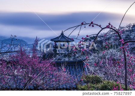 Spring of Gwangyang Plum Village 75827897