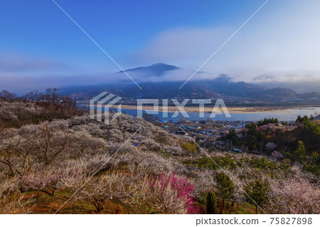 Spring of Gwangyang Plum Village 75827898