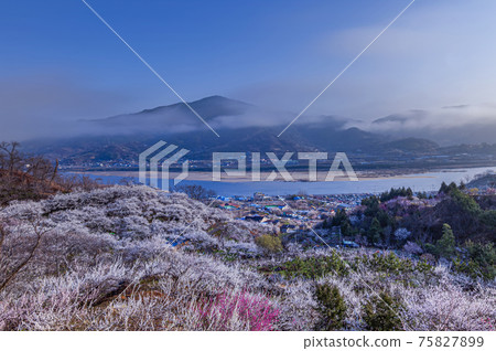 Spring of Gwangyang Plum Village 75827899