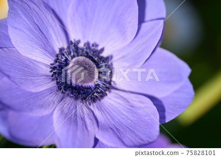 [Up] Blue anemone flower 75828101