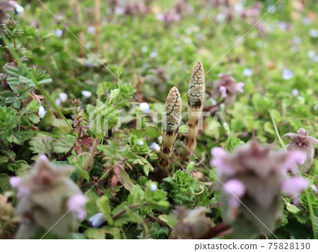 馬尾春天形象 75828130