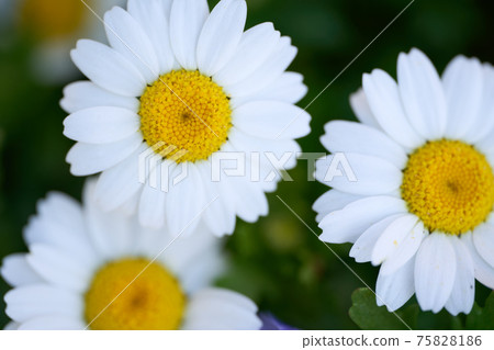 North Pole (Chrysanthemum) North Pole (Chrysanthemum) 75828186