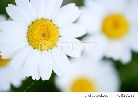 North Pole (Chrysanthemum) North Pole (Chrysanthemum) 75828188