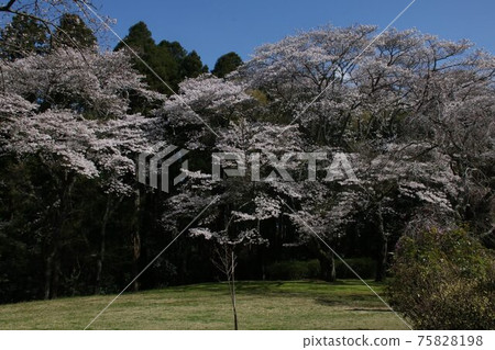 Sakura 2021 75828198
