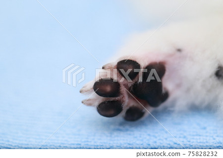 寵物狗博美犬爪子 寵物狗博美犬爪子 75828232