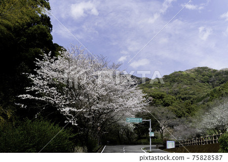 Cherry Blossom	 75828587