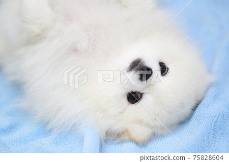 Sleep of pet dog Pomeranian 75828604