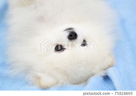 寵物狗博美犬的睡眠 寵物狗博美犬的睡眠 75828605