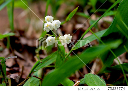 [山梨]初夏的蘆川，日本山谷的百合花 75828774