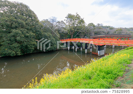 Spring Usa Jingu, Kurehashi and Rape blossoms, Usa City, Oita Prefecture Spring Usa Jingu, Kurehashi and Rape blossoms, Usa City, Oita Prefecture 75828995