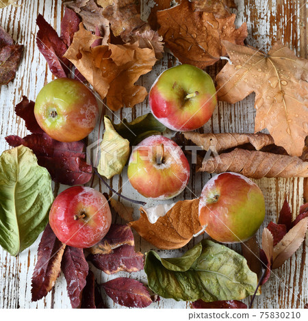 frozen apples and dry leaves on a wooden tabletop top view. 75830210