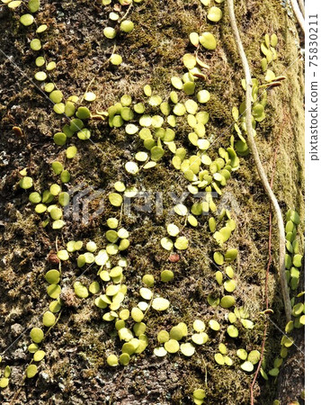 在木材表面生長的“ Mamezuta” 75830211