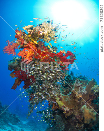 Coral roots and school of saltwater fish (Sharm el Sheikh, Red Sea, Egypt) 75830265